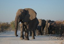 Elefántok az Etosában