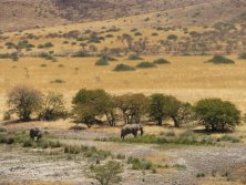 Sivatagi Elefántok