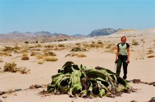 Weéwitsia mirabilis Namíbia endemikus növény különlegessége