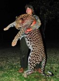 105 kg-os leopárd