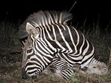 2012. Mozambik Dél, Zebra csõdör.