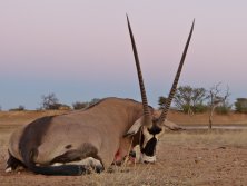 98 cm-es Oryx bika terület Ongeama