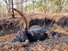 Észak Mozambik hatalmas Elefánt