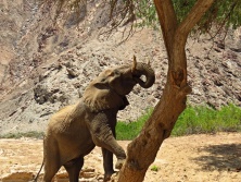 Dezert elefánt /afrikavadaszat.hu