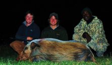 Bushpig