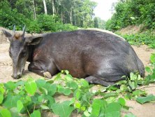 Kongó, Yellov backed duiker