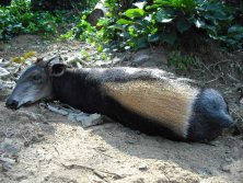 Kongó, Yellov backed duiker vagy Sárgahátú duiker