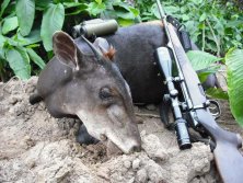 Kongó, Yellov backed duiker vagy Sárgahátú duiker