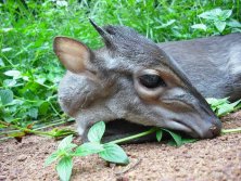 Kongó,  Blue duiker