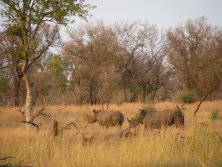 Mozambik a Rinocéroszok