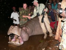 Guinea Víziló 75 cm agyar