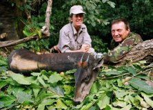 Guinea Sárga hátú duiker