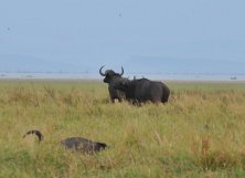 Kariba tó partján három Bivaly várja a meglõtt társát.