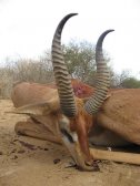 Masailand Gerenuk