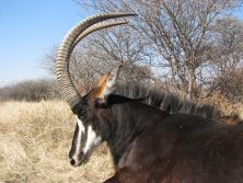 2011 40 incses Sable Zebrák területe