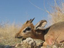 2011 Damara Dik Dik