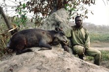 Yellov Backed Duiker