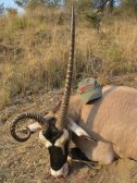 2012 Spéci oryx