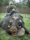 Giant Forest Hog