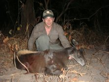 Yellow backed duiker