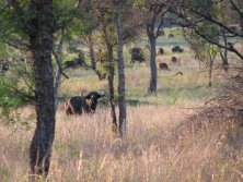 2012. Mozambik Dél, 400 fõs Buffalo csapat, egyyik fiatal bikája