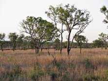 2012. Mozambik Dél, 400 fõs Buffalo csapat