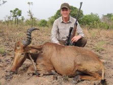 Western Hartebeest