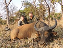 Western Savanna Buffalo