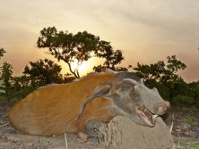 Red River Hog, Vörös folyami disznó