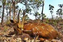 Harnessed Bushbuck