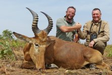 Western Hartebeest