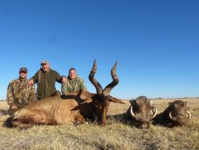 2 kan oriási Hartebeest