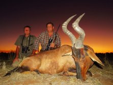 Kapitális Hartebeest  www.afrikavadaszat.hu