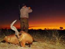 Naplemente Hartebeest  www.afrikavadaszat.hu