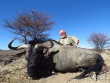 blue wildebeest pazar bika  www.afrikavadaszat.hu