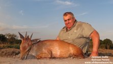 Red duiker