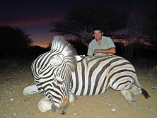 burchell zebra