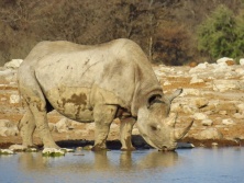 Etosha N.P. /afrikavadaszat.hu