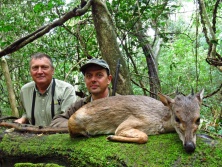 Blue duiker