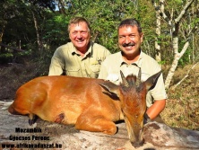 Red duiker