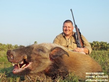 Mozambique Bushpig, www.afrikavadaszat.hu