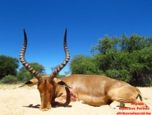 Impala  www.afrikavadaszat.hu