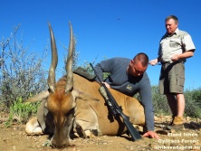 Eland tehén www.afrikavadaszat.hu