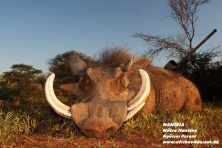 Warthog www.afrikavadaszat.hu