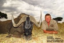 Black Wildebeest 2020