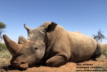 Rhino  gren hunt