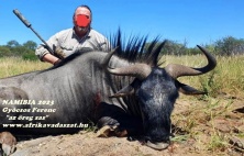 2023 Blue wildebeest