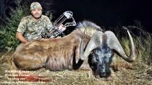 2023 Black wildebeest